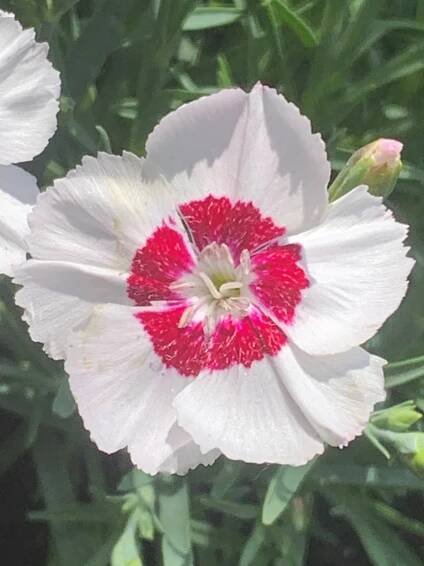 Hvozdík karafiát péřitý 'Dixie® White Red Bicolor', květník 2l