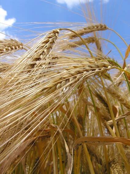 Autumn barley