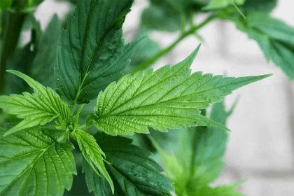 webbed marijuana leaf