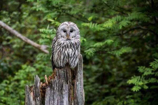 Puštík bělavý  (Strix uralensis),  sova,  příroda,  les | foto: Fotobanka Profimedia