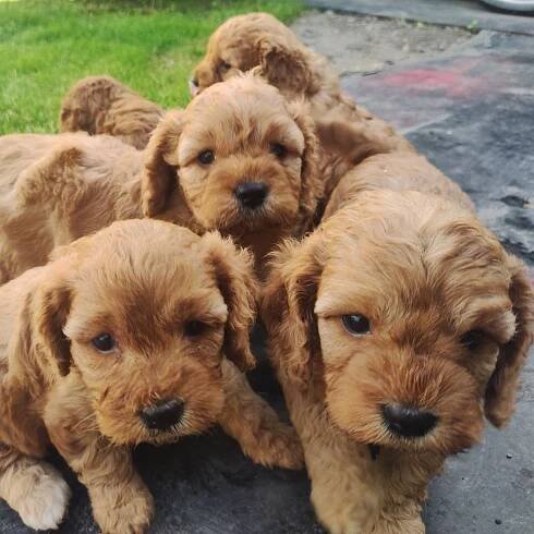 Cavapoo - cz