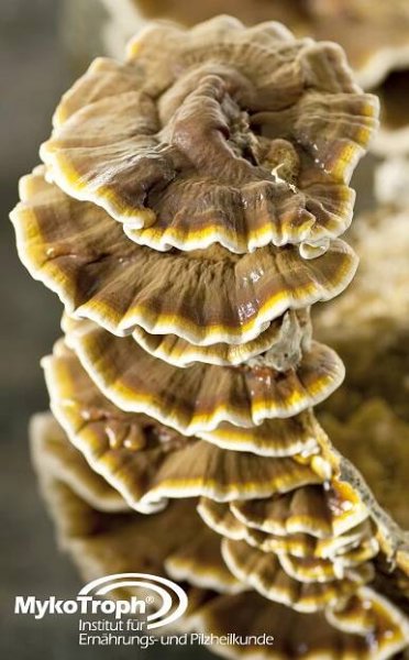 Reishi-© MykoTroph_Institut_fuer_Ernaehrungs-und_Pilzheilkunde02