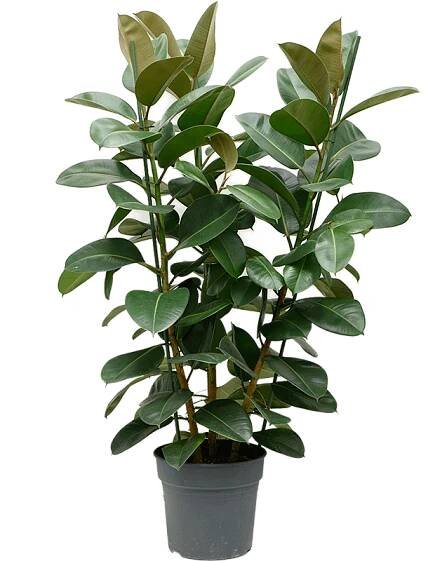 ficus elastica robusta xl