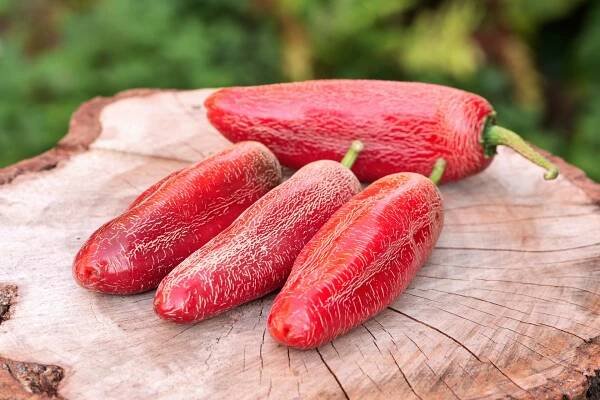 Jalapeno Farmer | Chilli semena | Chilli semena | Chilli semínka | Chilli omáčky | GOROL CHILLI