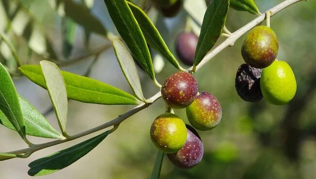 olive1-ok