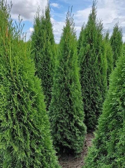 Thuje Smaragd Thuja smaragd 140-160 cm živý plot pro přepravu