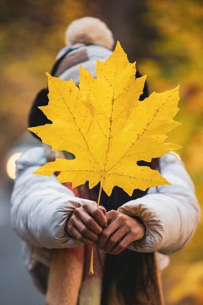 Free Person holding a large yellow maple leaf, capturing the essence of fall outdoors. Stock Photo