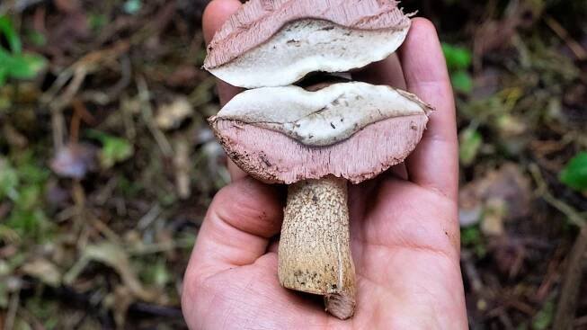Dospělý hřib žlučník poznáme hlavně podle bělavě narůžovělých až růžových pórů s rourkami pod kloboukem.