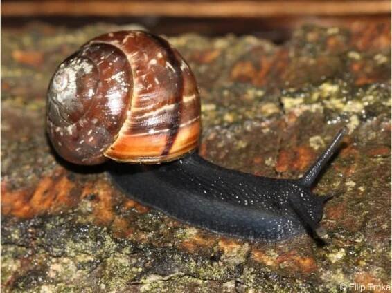 Arianta arbustorum - plamatka lesní | Helicidae - hlemýžďovití | Natura Bohemica