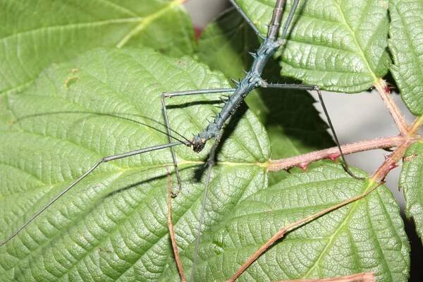 Lonchodidae