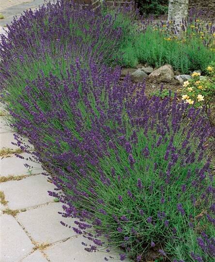 Lavandula angustifolia ´Hidcote Blue´ , Levandule úzkolistá, K9