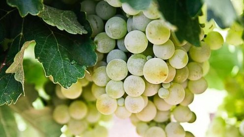 Vinné odrůdy bílé – ALKOHOL DRINK