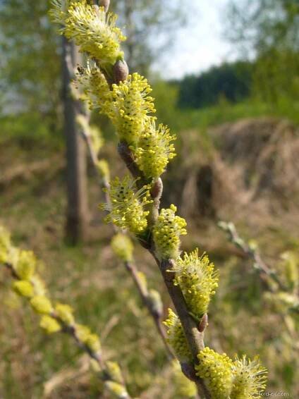 Vrba plazivá (Salix repens)