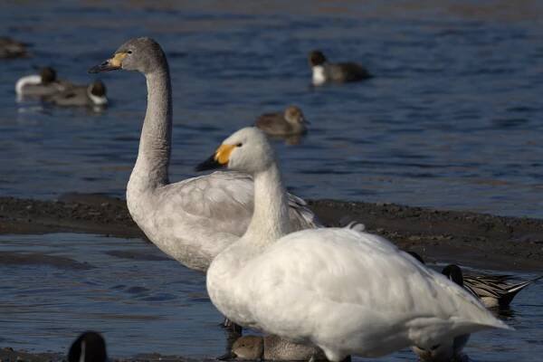Soubor:Cygnus bewickii 02.jpg