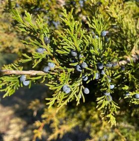 SEMENA | Jalovec viržinský - Juniperus virginiana, 20 semen | eshop.tropik.cz