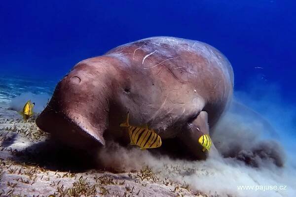 EGYPT - podzim 2012 - DUGONG! - PAJUSE.CZ