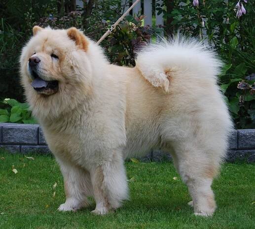 The Piuk Chow Chows – Kennel Piuk Chow