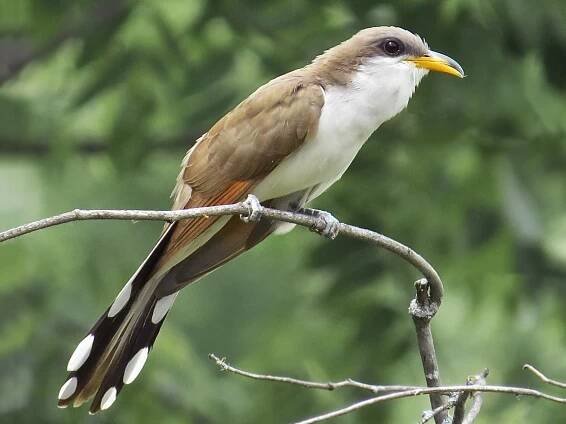  - Yellow-billed Cuckoo