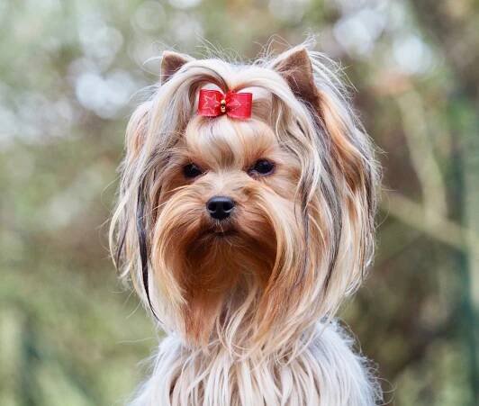 Meine Hündinnen – Quelinda`s Yorkshire Terrier