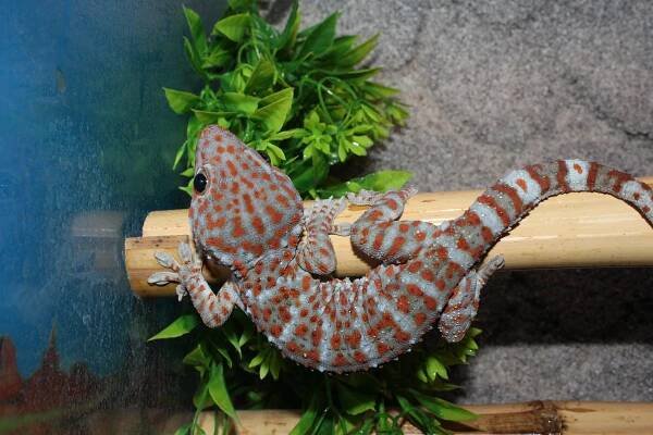 Meesha's Geckos