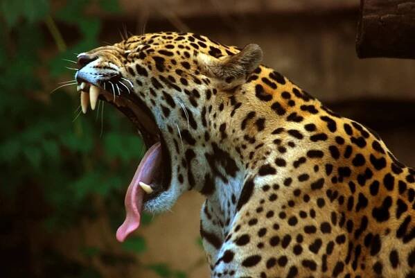 Bůh přichází v noci: Amazonští jaguáři bojují o přežití