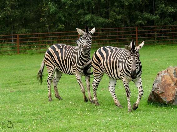 ZOO Dvorec - Borovany, Jižní Čechy | Regiontourist.cz