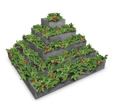 Pyramida na jahody, plast