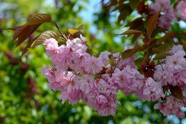 sakura ozdobná / prunus serrulata
