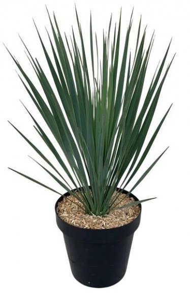 GROW by OBI Mrazuvzdorná juka (Yucca rostrata), pr. kv. cca 24 cm
