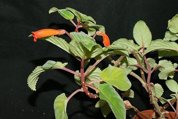S.mauroana | Sinningia gloxinia