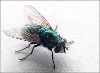 Jak vyhnat mouchy a komáry - Kouzelné Bydlení hmyz