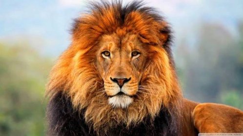 Lev ve snu a jaká je interpretace útoku lva ve snu? Tajemství výkladu snů