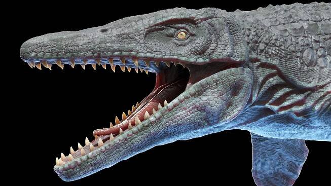 3D dinosaurs dinopack medium https://p.turbosquid.com/ts-thumb/Fb/j8cpyK/eiAxvKHU/mosasaurus0006/jpg/1609435458/1920x1080/fit_q87/68e9f9fada7b7d1377336a65b8da2f2e0e11d7fa/mosasaurus0006.jpg