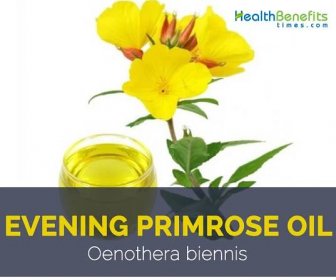 Evening primrose oil facts and health benefits