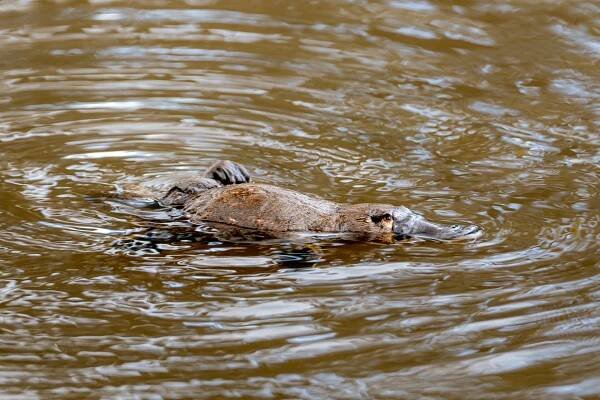 close up platypus itching scratching back tasmania warrawee forest reserve