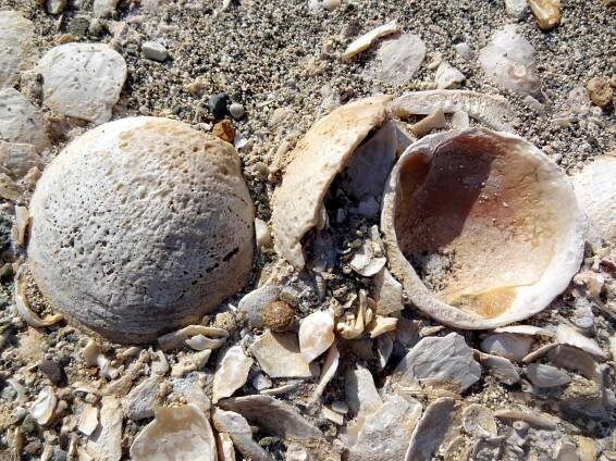 ⭐ Travel Guide for Island Crete ⛵, Greece❗ - Shell Fossils