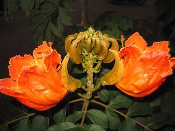 Spathodea campanulata – eFlora of India
