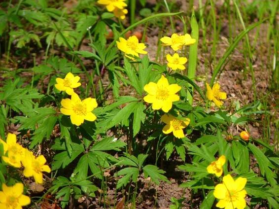Žlutá Sasanka, Sasanka Ranunculoides