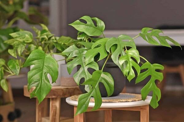 Filodendron
