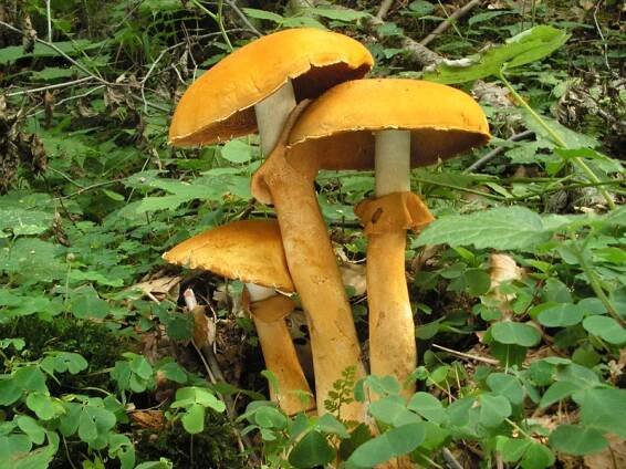 Obrázek - Phaeolepiota aurea (bedlovnice zlatá) | BioLib.cz
