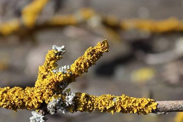 Miniatury: Apokalyptická doba - Šumava.eu - webkamery, zpravodajství, počasí, uzdravuje,