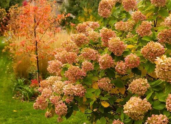 Hortenzie kytice „Limelight“ (Hydrangea paniculata) Květináč Charakteristické vlastnosti stínomilné sluncomilné snadná péče přátelské ke zvířatům