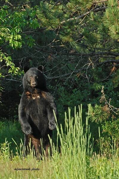 bear,big male,a,June 2012,D200,094  - Copy