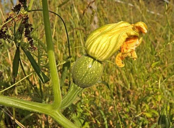 Soubor:Cucurbita pepo var. styriaca02.jpg