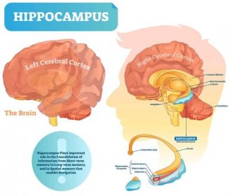 hippocampus vektorová ilustrace. označený diagram s izolovaným detailem. - amygdala stock ilustrace