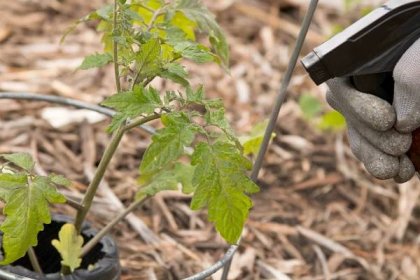 Domácí pesticidy pro vaši květinovou zahradu - Recepty-ch