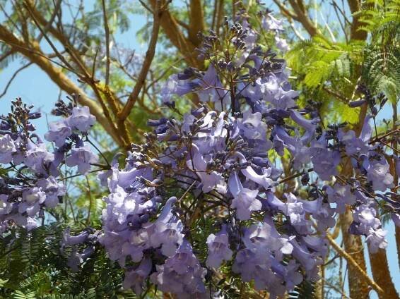 clima jacaranda