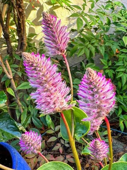 Ptilotus Joey - Sunnyvale-Garden