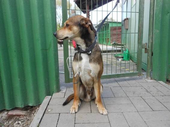 Psi k adopci z útulků, azylů a neziskových organizací