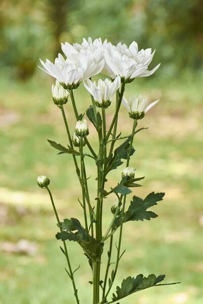 POMPON PREMIUM - Flores Silvestres